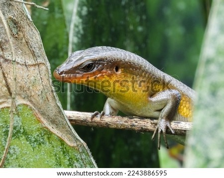 The most common lizard in Indonesia, this lizard belongs to the Scincidae tribe