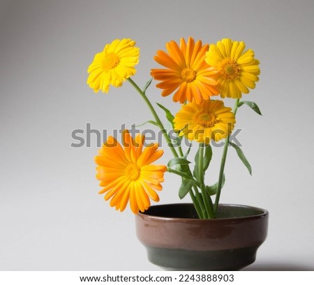 Bouquet of marigold flowers in vase. Elegant arrangement of orange and yellow garden flowers on neutral background.