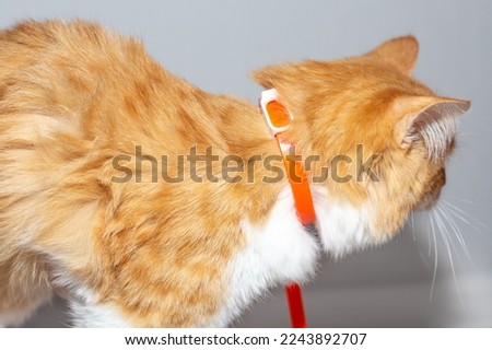 A ginger kitten with a flea collar. Prevention of parasitic diseases in animals. Royalty-Free Stock Photo #2243892707