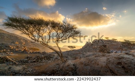 Lone Tree on Jebel Yibir mountain in Fujairah-UAE after 2 days of continued rainfall. Royalty-Free Stock Photo #2243902437