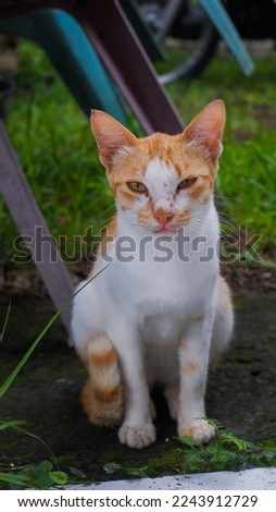 Asian striped village cat with orange color, ginger cat, tabby cat