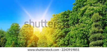 Blooming chestnut trees.Spring bright sunny day. Wide photo.