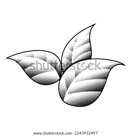 Illustration of Scratchboard Engraved Tobacco Leaves with Black Outlines isolated on a White Background