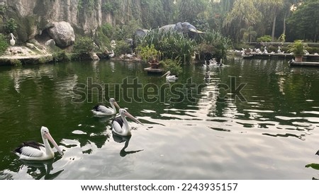Pelicans feeding and looking for fish at the Ragunan Zoo, Jakarta, Indonesia