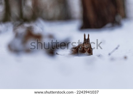 Eurasian red squirrel (Sciurus vulgaris) in the deep snow