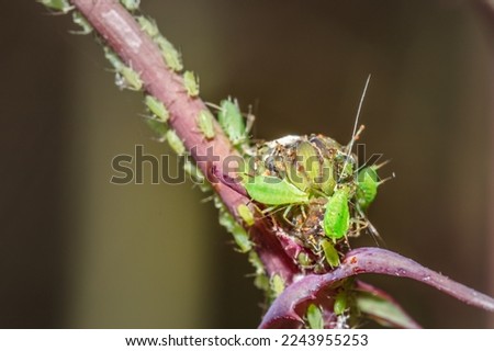 (Aphidoidea) Green aphids feeding on a (Sonchus) sow thistle plant, Cape Town, South Africa