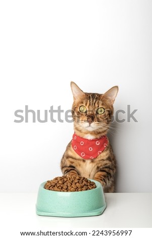 Hungry cat near bowl with dry cat food isolated on white background. Feeding pets. Royalty-Free Stock Photo #2243956997