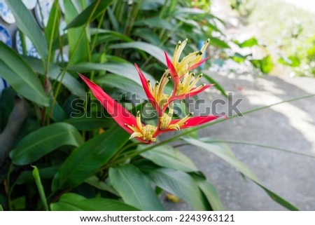 Heliconia Psittacorum pink red yellow flower from south america