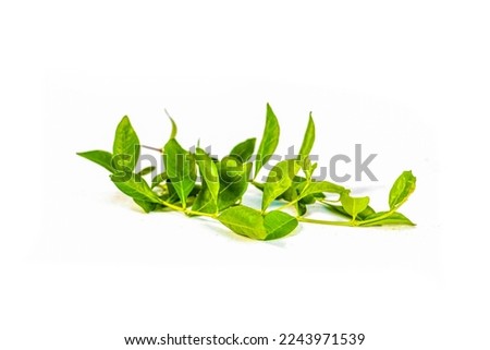  Lcawsonia inermis or Henna leaves  isolated on white background