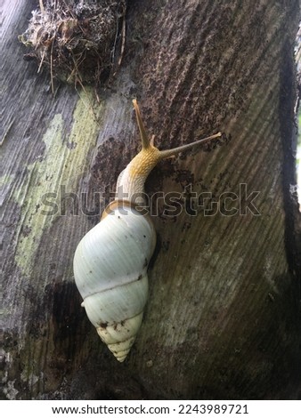 cute snail walk on the tree