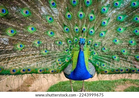 Peacock Bird Royalty Free Photo