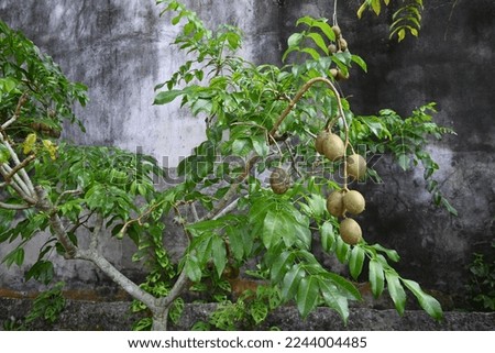 trees and fruit from grafted kedondong (Spondias dulcis ambarella, otaheite apple or great hog plum) planted in the yard. Royalty-Free Stock Photo #2244004485
