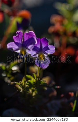 Blossom violet pansy flowers on a green background macro photography. Wildflower with purple petals in springtime close-up photo. Viola flower in a spring day.