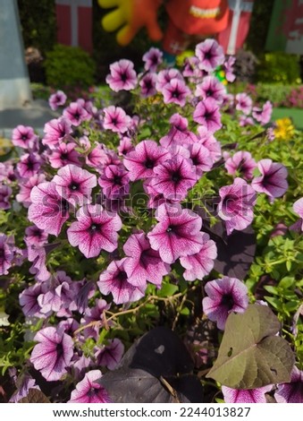 Colorful multiflora petunias in the garden Royalty-Free Stock Photo #2244013827
