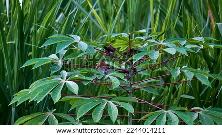 A group of sparrows perched on cassava stems