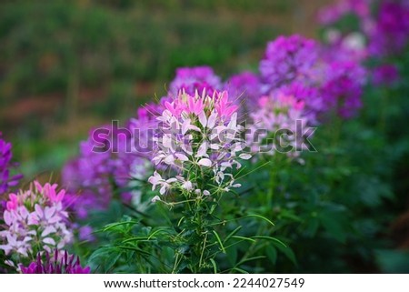 Cleome or Spider flower are growing in the garden on the morning.The genus has a sub cosmopolitan distribution throughout the tropical and warm temperate regions of the world.