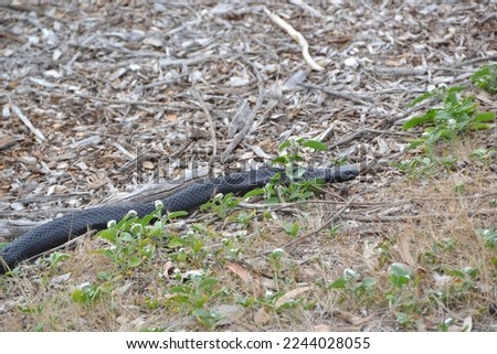 A wild black tiger snake 