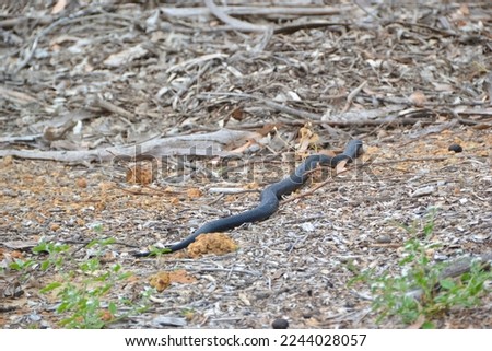 A wild black tiger snake 