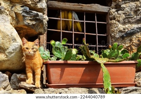 Ginger cat on a window in a mountain cabin. Stray kitten in the middle of nature