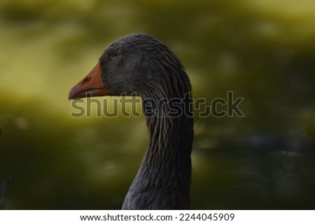 toulouse goose resting by the lake 