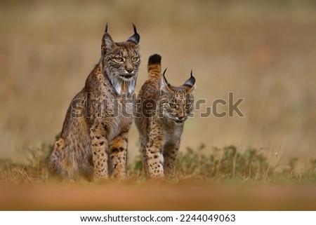 Iberian lynx, Lynx pardinus, mother with young kitten, wild cat endemic to Iberian Peninsula in southwestern Spain in Europe. Rare cat walk in the nature habitat. Lynx family, nine month old cub. Royalty-Free Stock Photo #2244049063