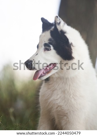 Black and white Yakutian Laika puppy in the park