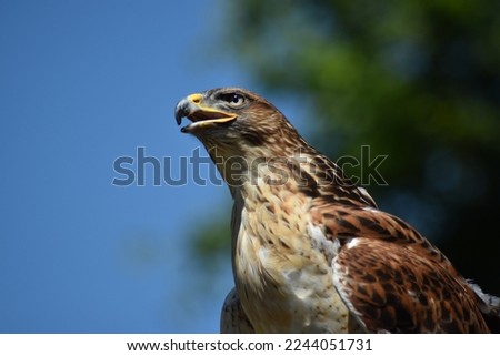 Picture of a 
common buzzard 