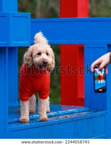 Cockapoo dog in red fleece outdoors in park posing for a picture