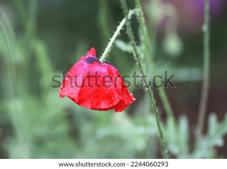 Red poppy flower with wet petals after rain.