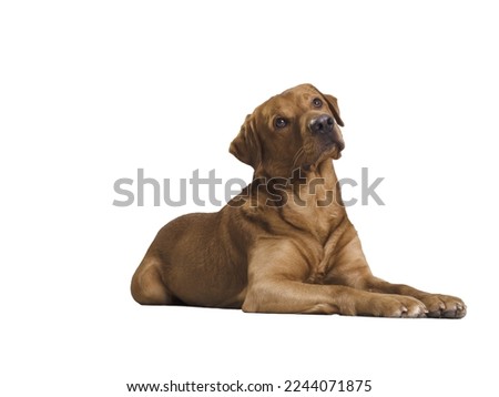 golden labrador lies on a transparent background