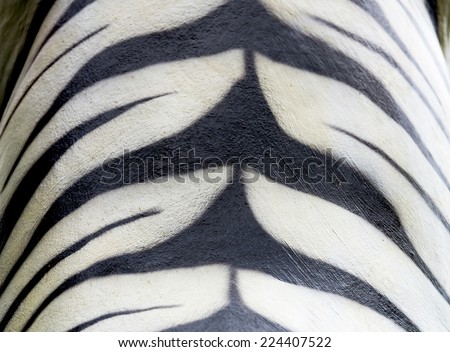 texture of tiger fur white color from stone