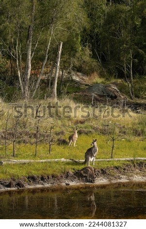 Female eastern grey kangaroo with her joey by Coila Lake in Tuross Head on the south coast of New South Wales, Australia. 