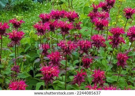 A vibrant grouping of bergamot bee balm flowers in a wisconsin summertime garden Royalty-Free Stock Photo #2244085637