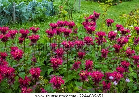 A vibrant grouping of bergamot bee balm flowers in a wisconsin summertime garden Royalty-Free Stock Photo #2244085651