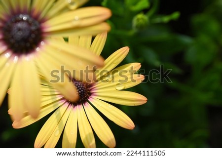 beautiful yellow gerbera flower in the garden