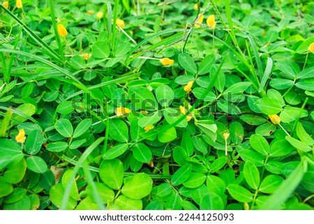 Green leaves background. (Wild Peanut) Arachis duranensis  to replace grass. Small yellow flowers
