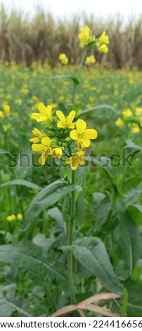 Mustard flowers grown in the field beautiful images 