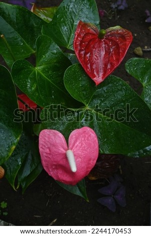 Anthurium andreanum ( Flaming lily ) flowers. Araceae evergreen perennial plants native to tropical America. Red heart-shaped spathes and flowers are stick-shaped spadix.