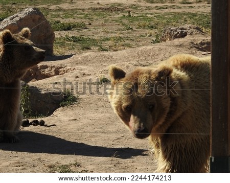 Portrait of funny brown bear in sitting position in zoo. A standing bear and other bears in the zoo