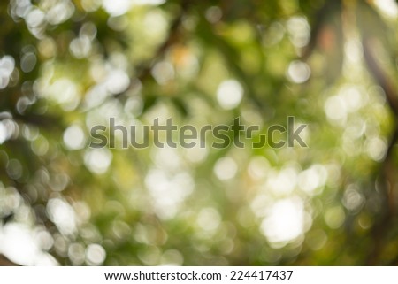 Beautiful nature green bokeh background,blur