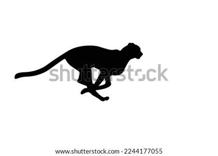 Running cheetah silhouette on white background Cheetah vector, wild cat illustration Royalty-Free Stock Photo #2244177055