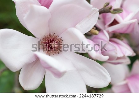 Pink magnolia flower close up