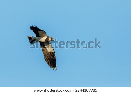 A Lapwing at flight in the Danube Delta	