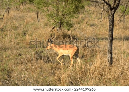 One impala buck facing the tourist at the Kruger National Park in South Africa