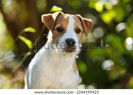 Young parson russel terrier in autumn nature Royalty-Free Stock Photo #2244199423