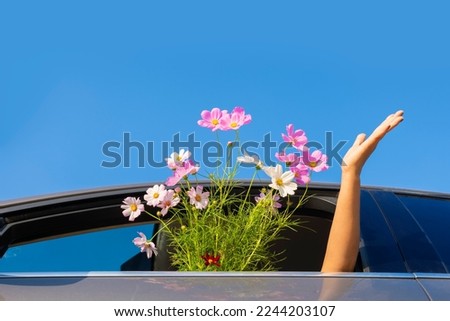 A pink cosmos flower and a woman's hand sticking out of the car window. Women are buying flowers for gardening And decorating on Valentine's Day to wish you a bright day, blue sky, and success. Royalty-Free Stock Photo #2244203107