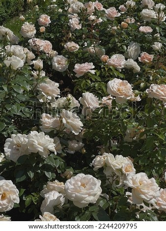 White roses flowers branch and leaves. Aesthetic floral background