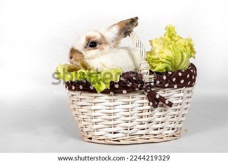 Portrait of a gray rabbit with green cabbage in a basket on a white background. Pet rabbit eats cabbage and looks away