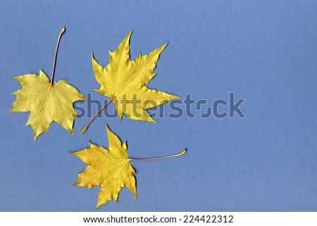 Yellow maple leaves on blue paper, abstract beautiful background 