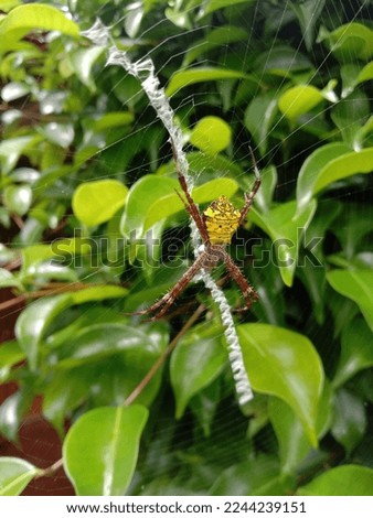 A spider with a species (Argiope appensa) which is usually found in Hawaii, Taiwan, and even Indonesia